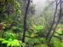 10VolcanoNP - 78 * Rainforest around the Thurston Lava Tube (Nahuku)